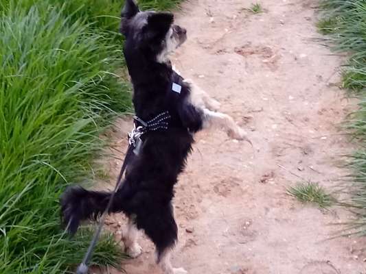 Lieblingsbild von euren Hunden?-Beitrag-Bild