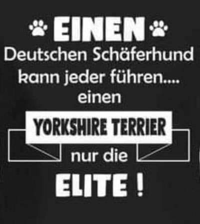 Hunde Memes-Beitrag-Bild