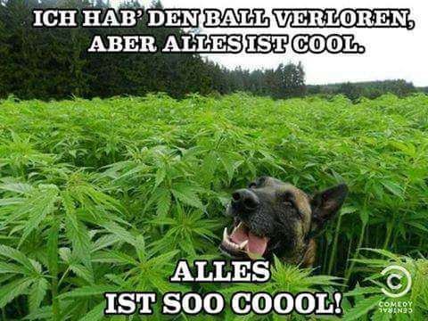 Hunde Memes-Beitrag-Bild
