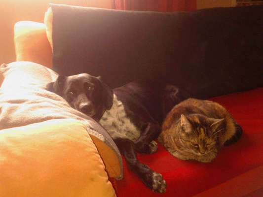 Hund und Katz Momente-Beitrag-Bild