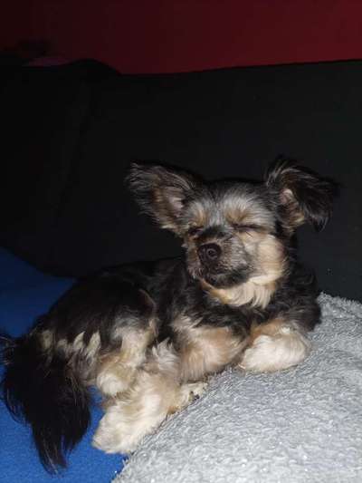 Handy Foto Challange Nr. 46  Happy Dog-Beitrag-Bild