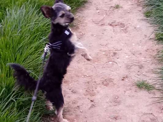 Gassigehfreunde und Schöne laufstrecken mit Hund in Kerpen-Beitrag-Bild