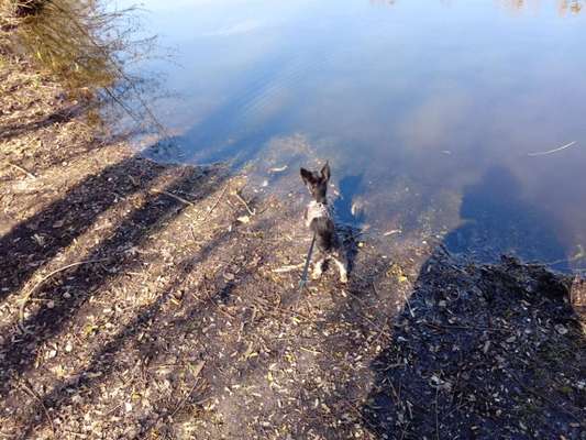 Die wunderschöne Welt mit Hund.-Beitrag-Bild