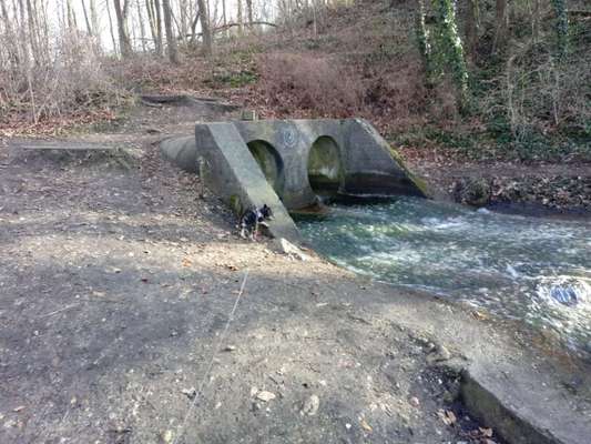 Die wunderschöne Welt mit Hund.-Beitrag-Bild