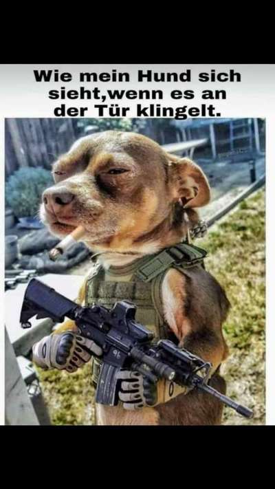 Hunde Memes-Beitrag-Bild