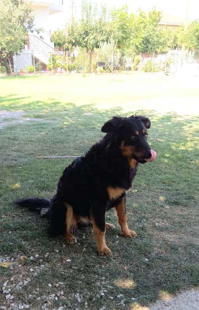 Mischlingshunde Foto Aufruf-Beitrag-Bild