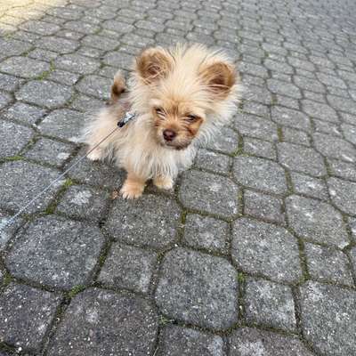 Hundetreffen-Welpen spiele Treff in Neustadt am Rübenberge-Bild