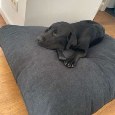 Hundetreffen-Welpen treffen-Bild