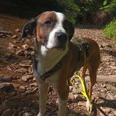 Hundetreffen-Gassi- Trainingsrunde-Bild