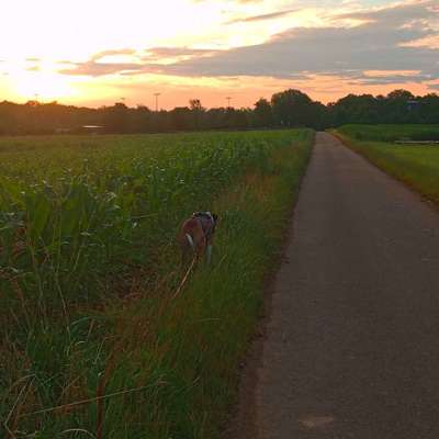 Hundetreffen-Gemeinsames Gassi&Spielen-Bild