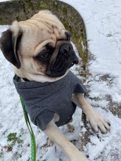 Dogorama Photo Challenge - Winterstimmung-Beitrag-Bild