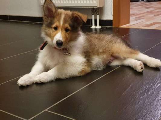 Langhaar Collies-Beitrag-Bild