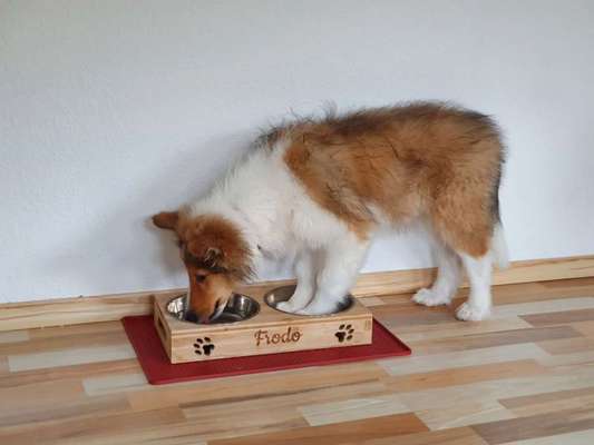 Langhaar Collies-Beitrag-Bild