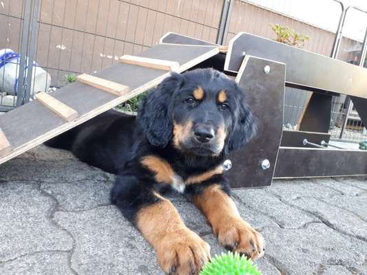 Hovawart-Beitrag-Bild