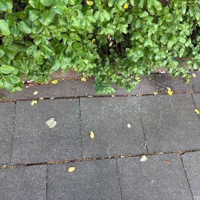 Giftköder-Schneckenkorn ausgelegt-Bild