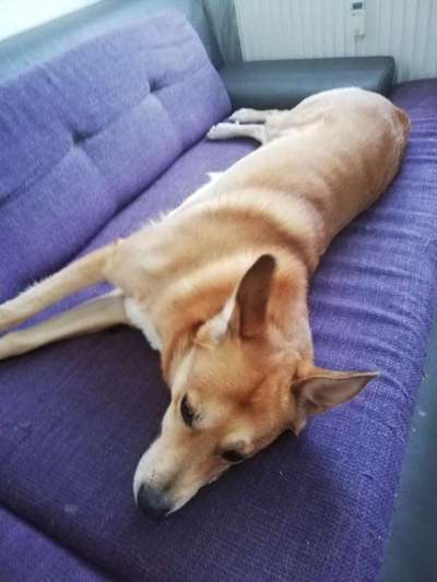 TierschutzhundeStammtisch🐕-Beitrag-Bild