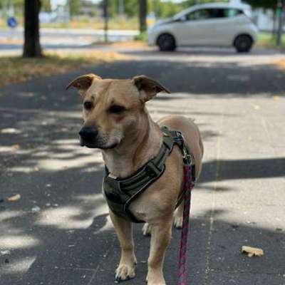 Hundetreffen-Spielfreude gesucht iVm Gassirunde-Bild