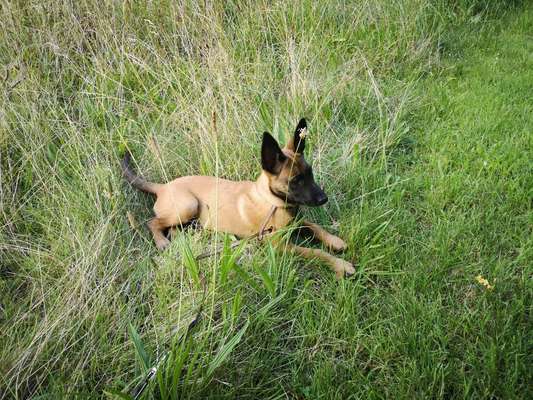 Hundetreffen-Welpentreff-Bild