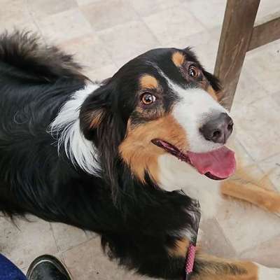 Hundetreffen-Sozialisierung-Bild