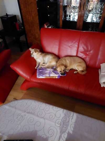 Mischlingshunde Foto Aufruf-Beitrag-Bild