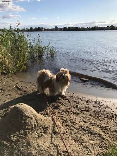 Shih Tzu-Beitrag-Bild