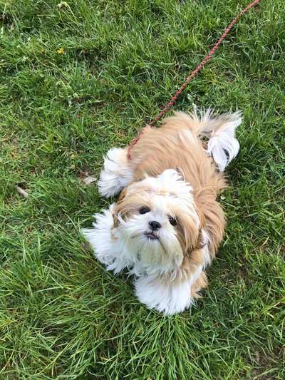 Shih Tzu-Beitrag-Bild