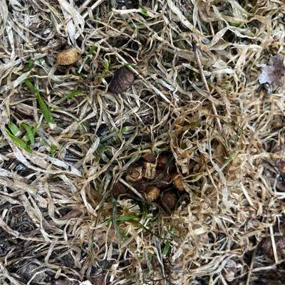 Giftköder-Giftköder Hundefutter-Bild