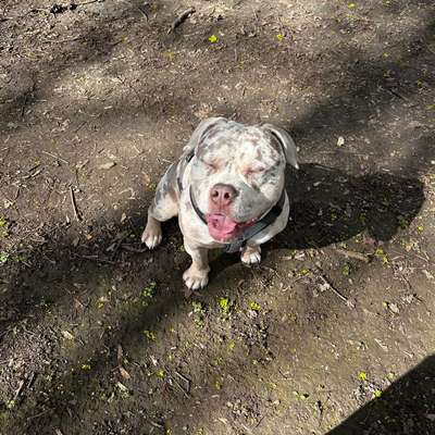 Hundetreffen-Freund*in gesucht 🐶-Bild