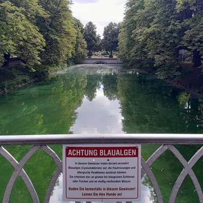 Giftköder-Blaualgen an den Kanälen-Bild