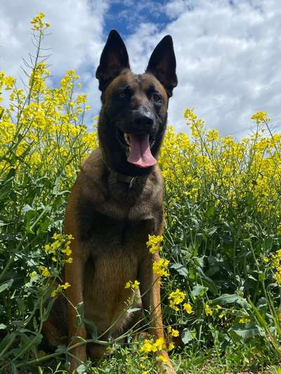 Die Dogorama Monats Challenge "Es grünt und blüht"-Beitrag-Bild