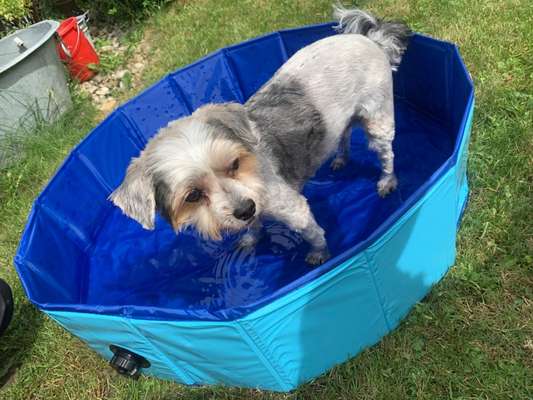 grumpy dog 😅-Beitrag-Bild