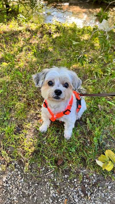 Mischlinge raten - Rätselspaß-Beitrag-Bild