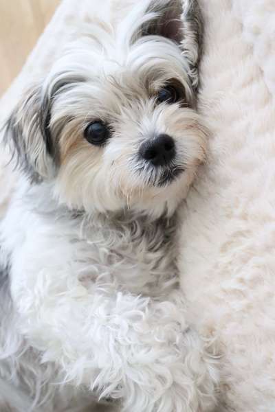 Dogorama Photo Challenge - Es wird nochmal kalt!-Beitrag-Bild