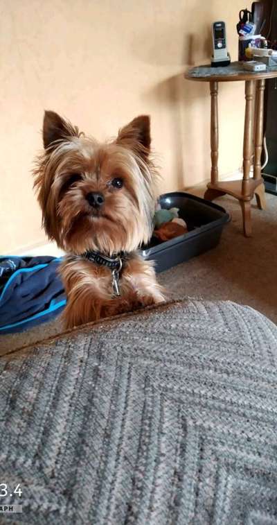 Hundetreffen-Kleine Hundkumpel gesucht-Bild