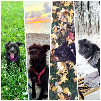 1. Fotochallenge Collagen - 4 Jahreszeiten-Beitrag-Bild