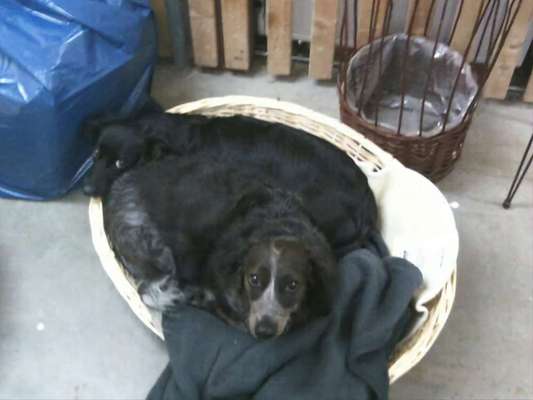 Unsere Fellnasen im Regenbogenland-Beitrag-Bild