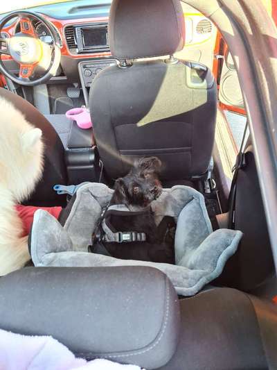 Geschirr zum Autofahren-Beitrag-Bild