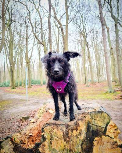 Wie heißt dein Hund?-Beitrag-Bild