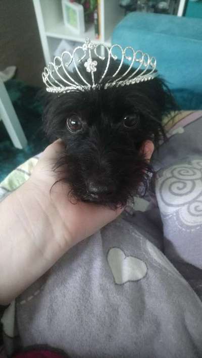 Fotochallange nr. 106
Der geschmückte Hund.-Beitrag-Bild