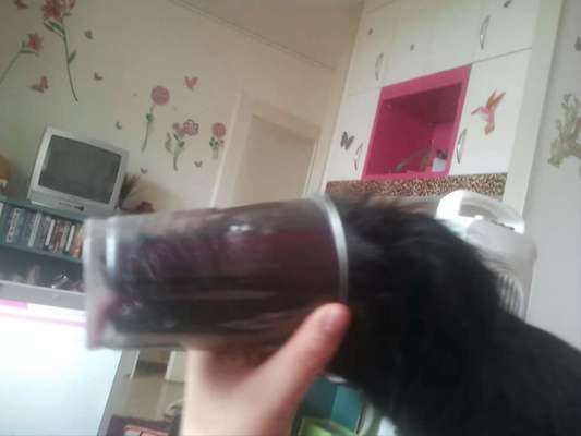 Dogorama Foto Challenge - Erwischt-Beitrag-Bild