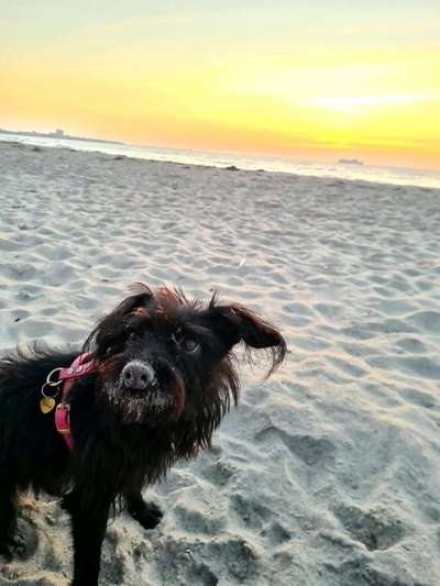 Dogorama Foto Challenge - Dämmerung-Beitrag-Bild