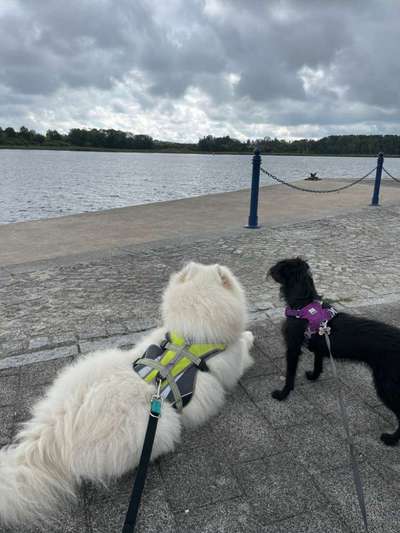 Dogorama Photo Challenge - Gassipause-Beitrag-Bild