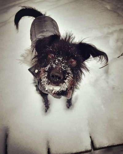 Dogorama Photo Challenge - Es wird nochmal kalt!-Beitrag-Bild