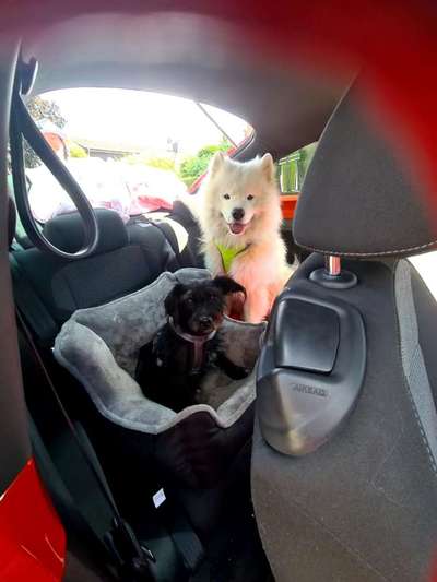 Geschirr zum Autofahren-Beitrag-Bild