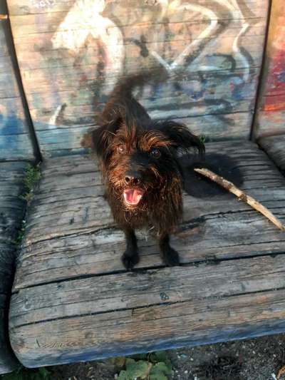 Mischlingshunde Foto Aufruf-Beitrag-Bild