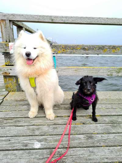 Black dogs are beautiful-Beitrag-Bild