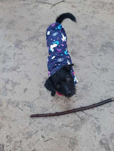 Dogorama Photo Challenge - Regenwetter-Beitrag-Bild