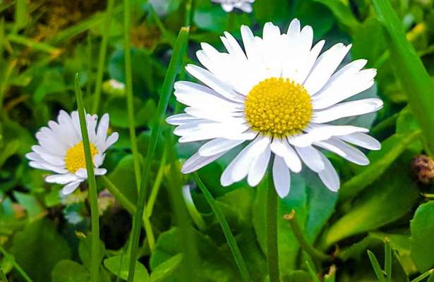 Wie heißt dein Hund?-Beitrag-Bild