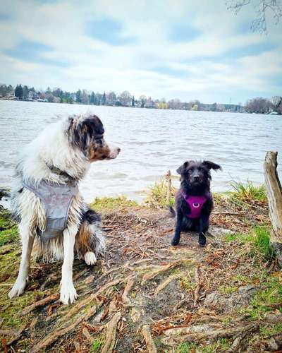 Dogorama Foto Challenge - Bestes gestelltes Bild-Beitrag-Bild