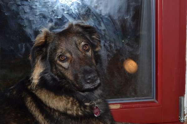 Schäferhund-Beitrag-Bild